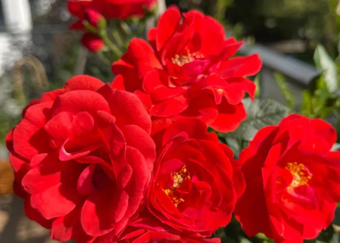 Centrum Wlodarzewska 30 Apartment *